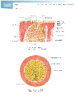 Sobotta Atlas of Human Anatomy  Head,Neck,Upper Limb Volume1 2006, page 375